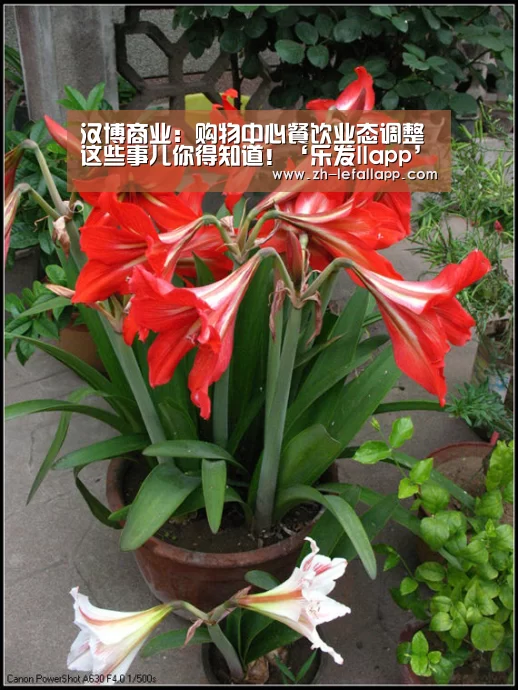 汉博商业:购物中心餐饮业态调整 这些事儿你得知道!‘乐发llapp’(图3) 乐发llapp
